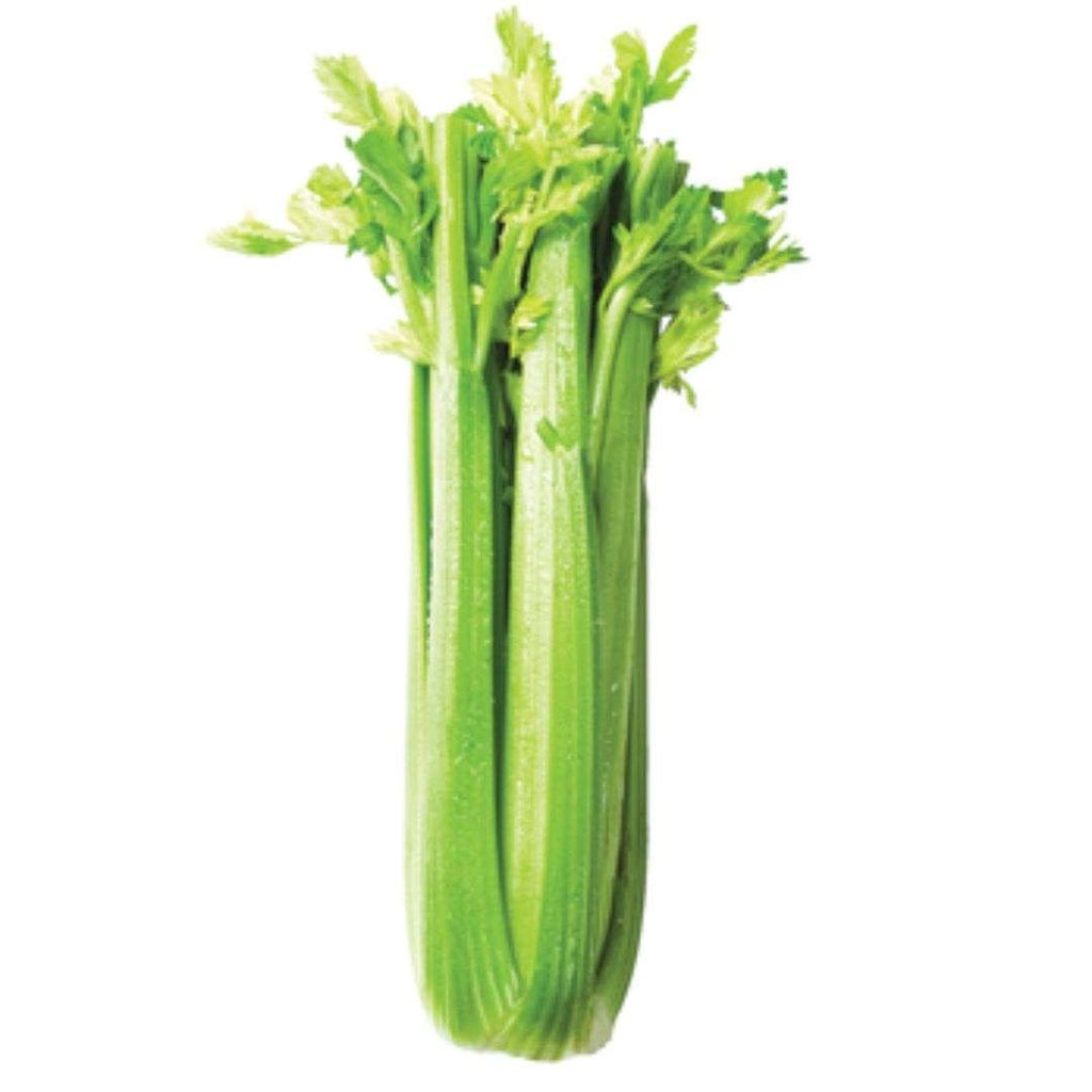 1 PC - PREMIUM VIBRANT Green Celery SPECIAL!