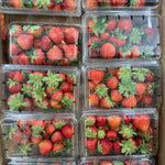 1lb Clamshell - LOCAL Greenhouse SWEET Strawberries SPECIAL!