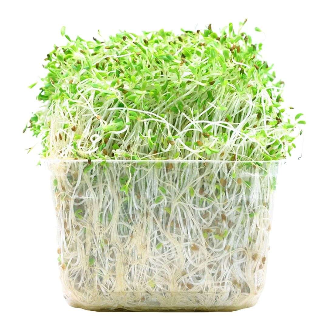 100g Clamshell - ONTARIO Alfalfa Sprouts SPECIAL!