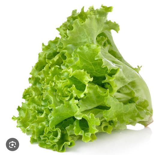 Green Leaf Lettuce Piece