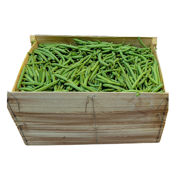 25 lb Beans - ONTARIO Green FULL BUSHEL! Perfect for Canning