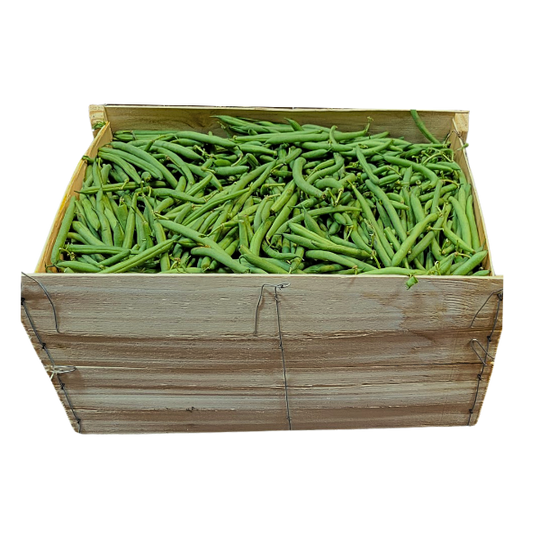 25 lb Beans - ONTARIO Green FULL BUSHEL! Perfect for Canning
