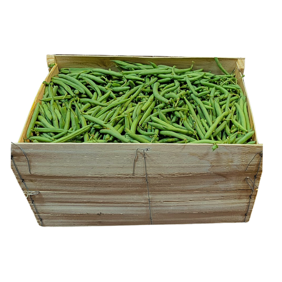 25 lb Beans - ONTARIO Green FULL BUSHEL! Perfect for Canning