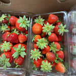 10 x 1lb Clamshell - LOCAL FIELD Sweet Strawberries Case SPECIAL!