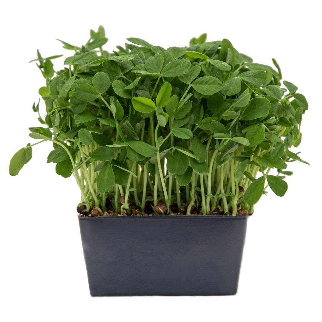 60g Clamshell - ORGANIC Ontario Grown Pea Tender Sprouts SPECIAL!