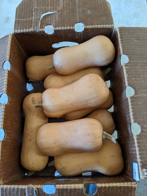 18/19 Count - Local Butternut Squash Box SPECIAL!