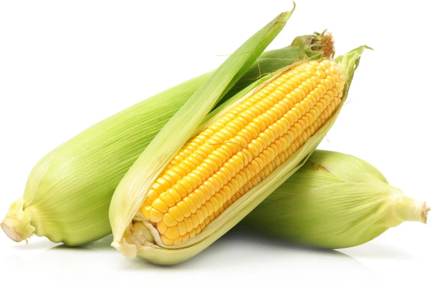 6 COBS - Fresh Sweet CORN from Florida SPECIAL!