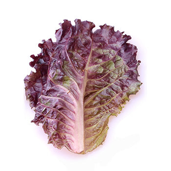 Red Leaf Lettuce Piece