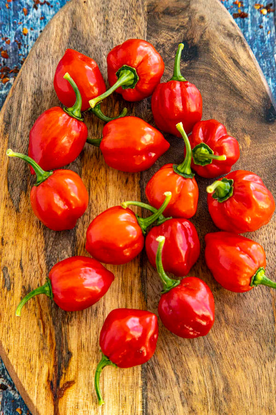 Habanero Pepper by lb
