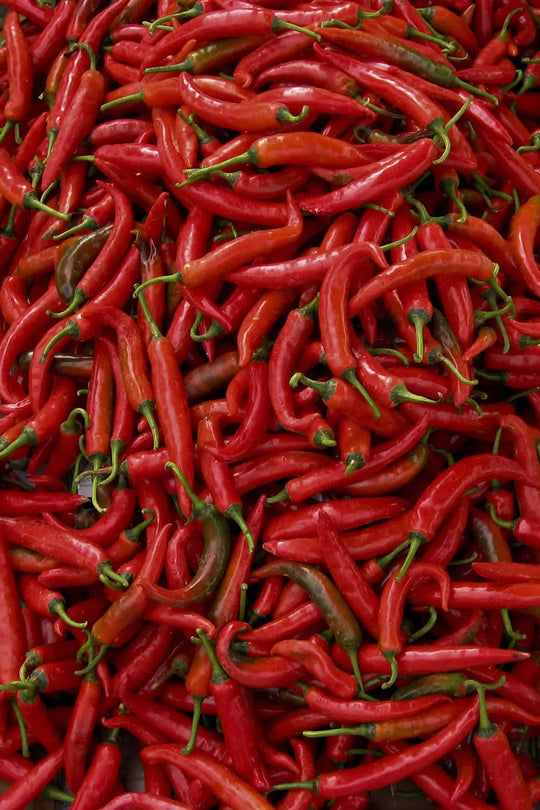 Red Thai Chili by lb