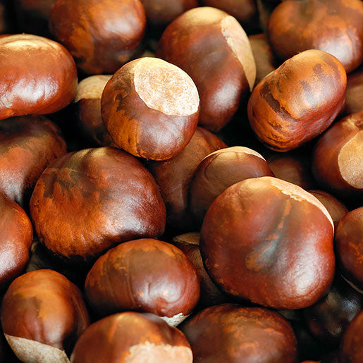 Chestnut by lb
