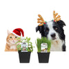 4.5 Inch - ORGANIC Fresh Living PET Grass Herb SPECIAL!
