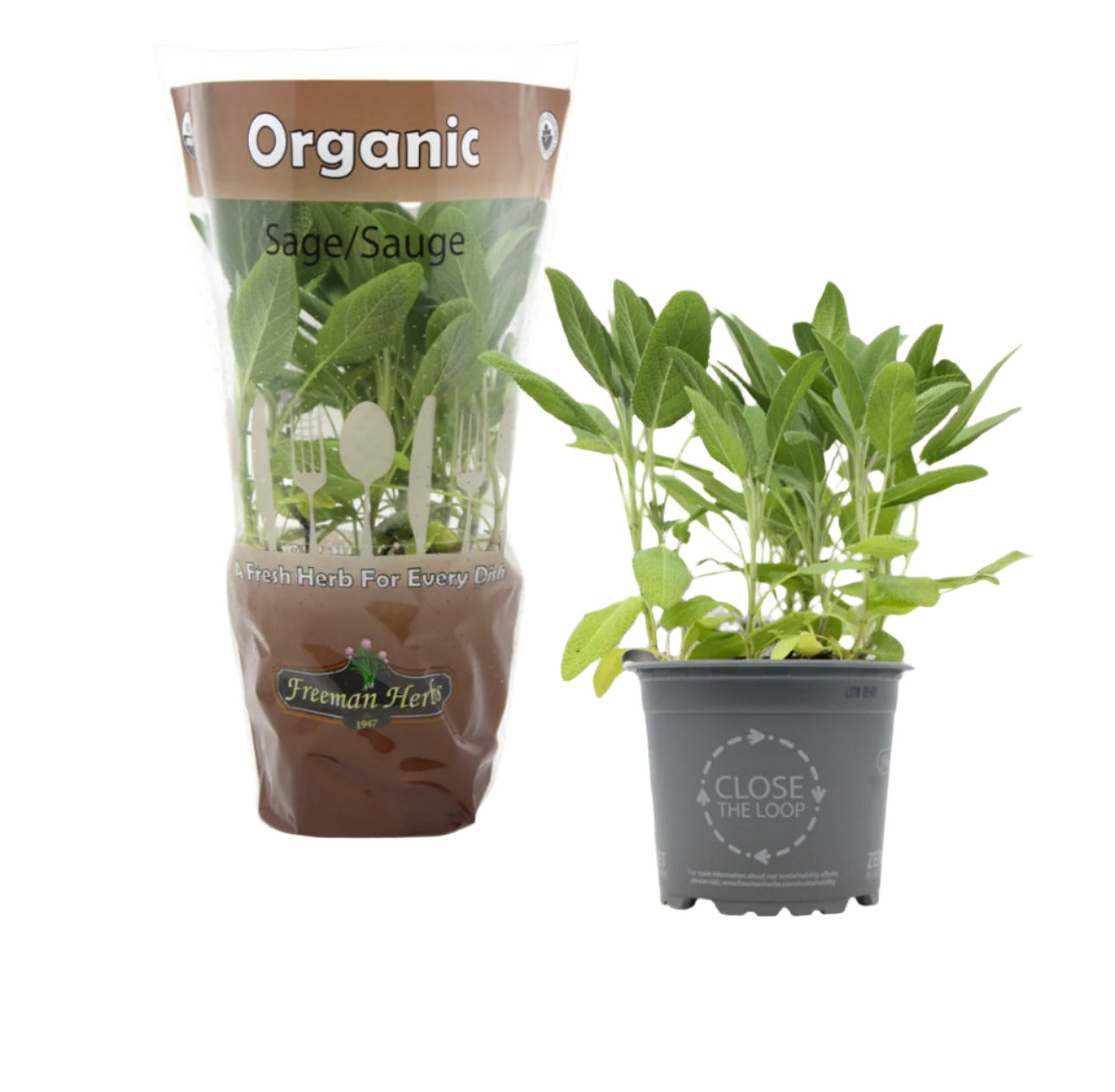 4.5 Inch - ORGANIC Fresh Living SAGE Herb SPECIAL!