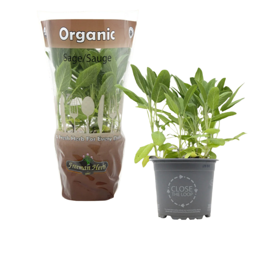 4.5 Inch - ORGANIC Fresh Living SAGE Herb SPECIAL!