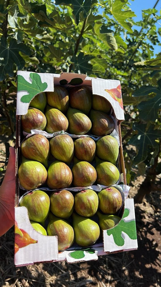 1 TRAY OF 8 Figs - FLOWN BY AIR From Brazil SPECIAL!