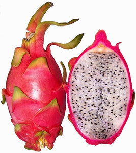 1 PC - PREMIUM Red Dragonfruit SPECIAL!