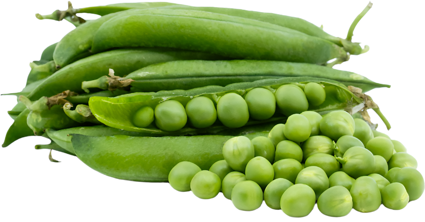1.5lb Bag - Fresh ENGLISH Sugar Peas MUST TRY SPECIAL!