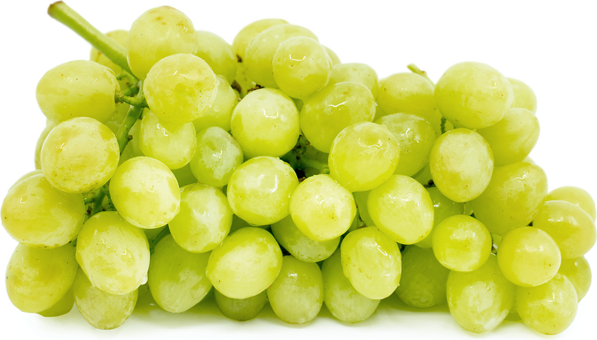 1.5lb Bag - NEW CROP Sweet Crunchy Green Seedless Grapes SPECIAL!