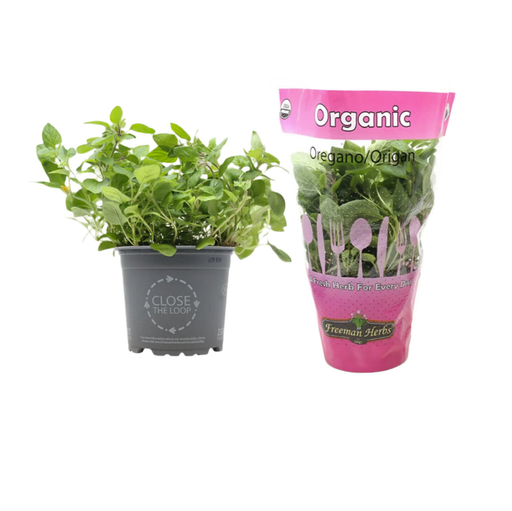 4.5 Inch - ORGANIC Fresh Living Oregano Herb SPECIAL!