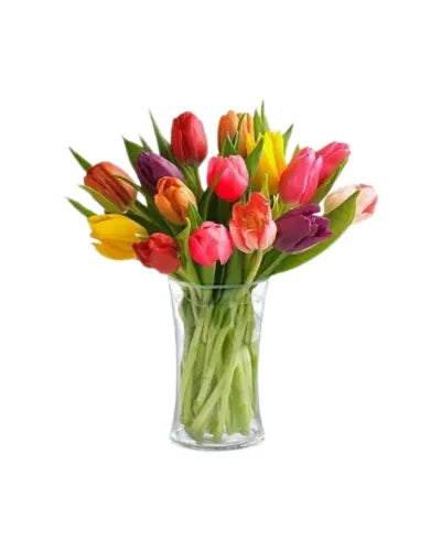1 Full Bunch 10 STEMS - Multi Colour Tulips SUPER SPECIAL!