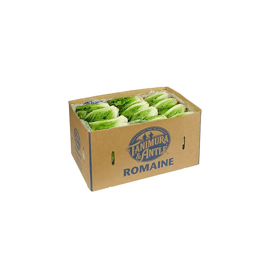 24 Heads - Romaine Lettuce Box