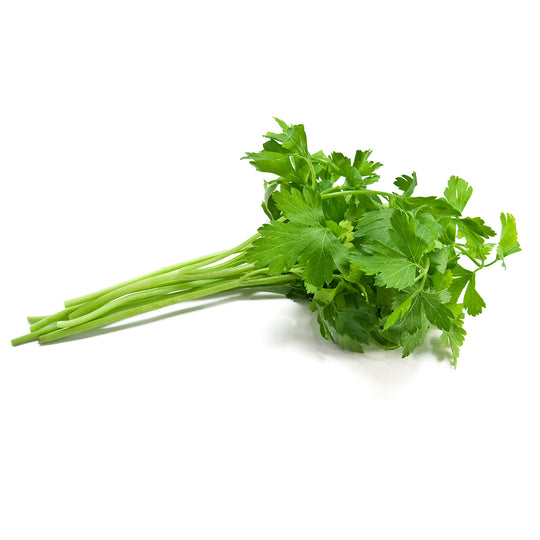 Herb - Fresh Cilantro Bunch