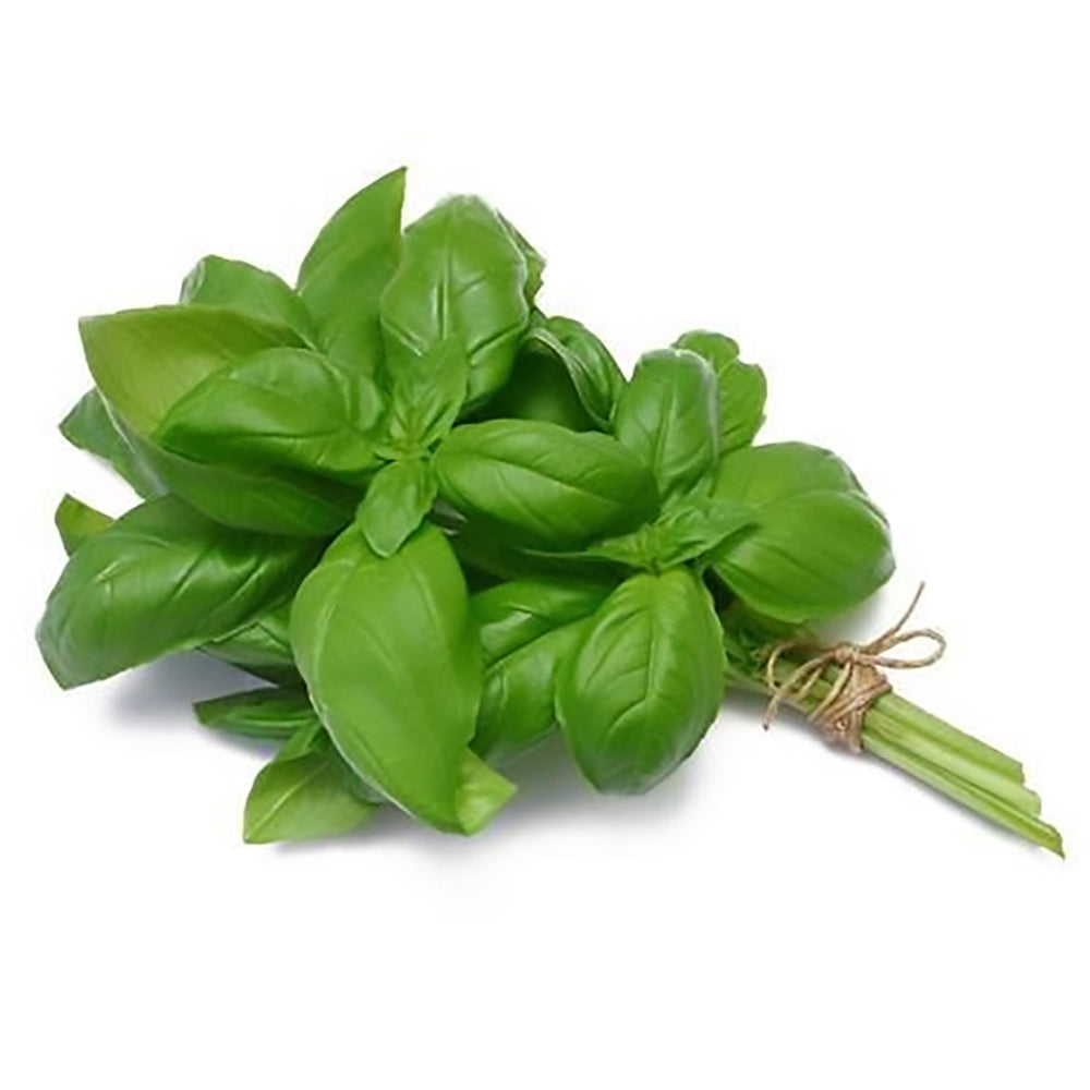 Herb- ONTARIO Basil Bunch