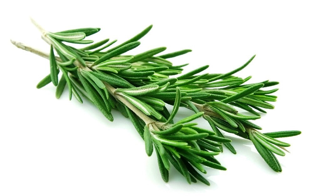 Herb - Rosemary