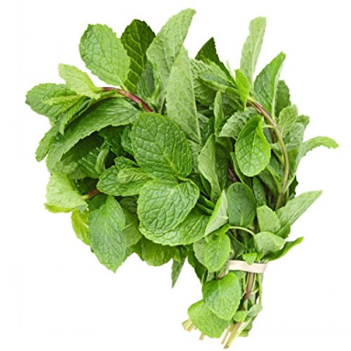 Herb - Mint Bunch