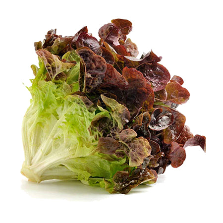 Lettuce - Local Red Leaf