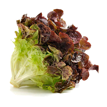 Lettuce - Red Leaf