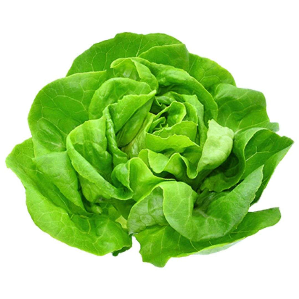 Lettuce - Boston Hydroponic