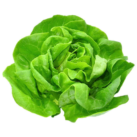 Lettuce - Boston Hydroponic