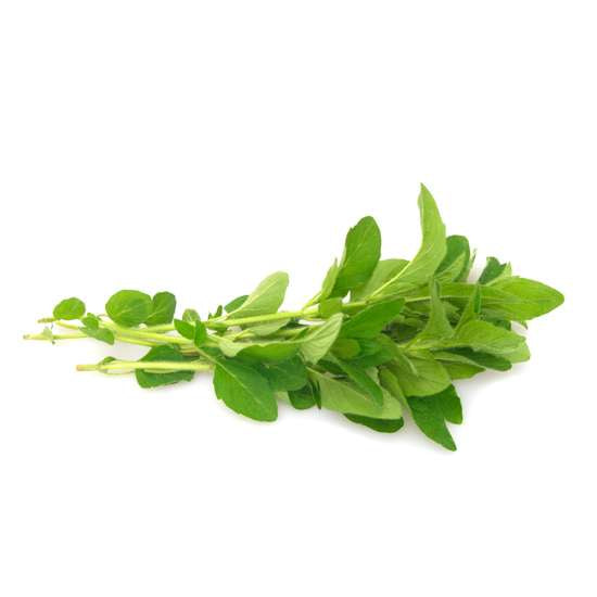 Herbs - Oregano
