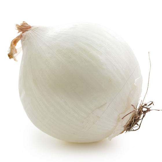 1 PC - LARGE White Onion